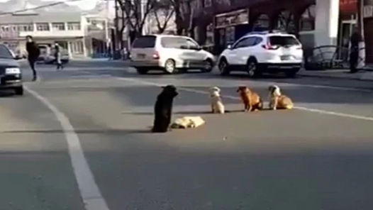 Dogs also have a sense of protection