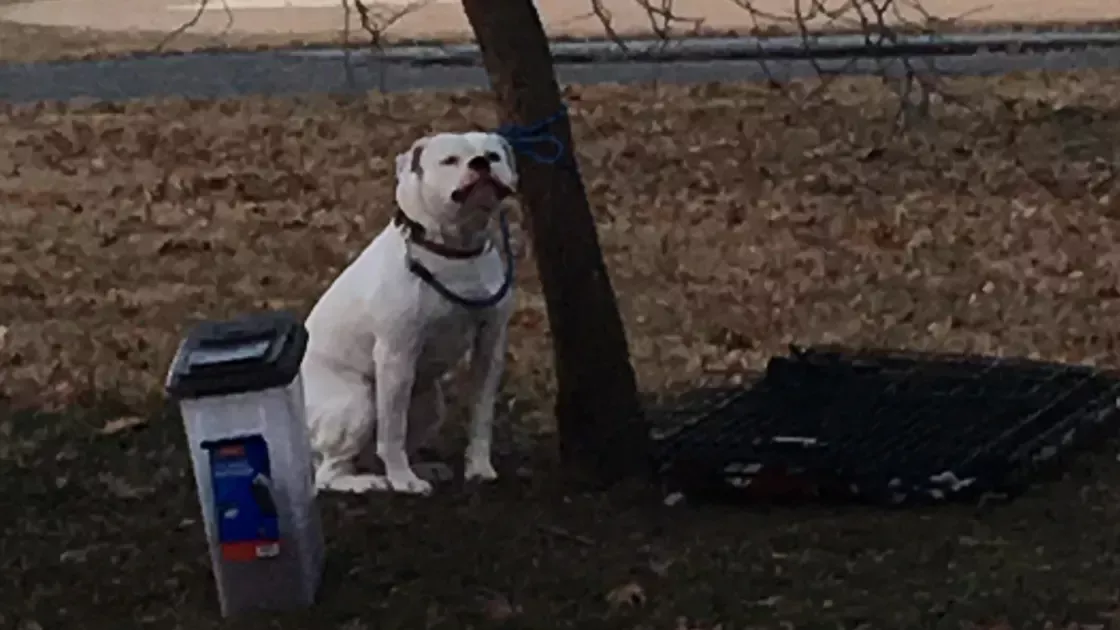 Abandoned dog found tied to tree