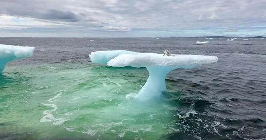They Thought it was a seal until they got closer